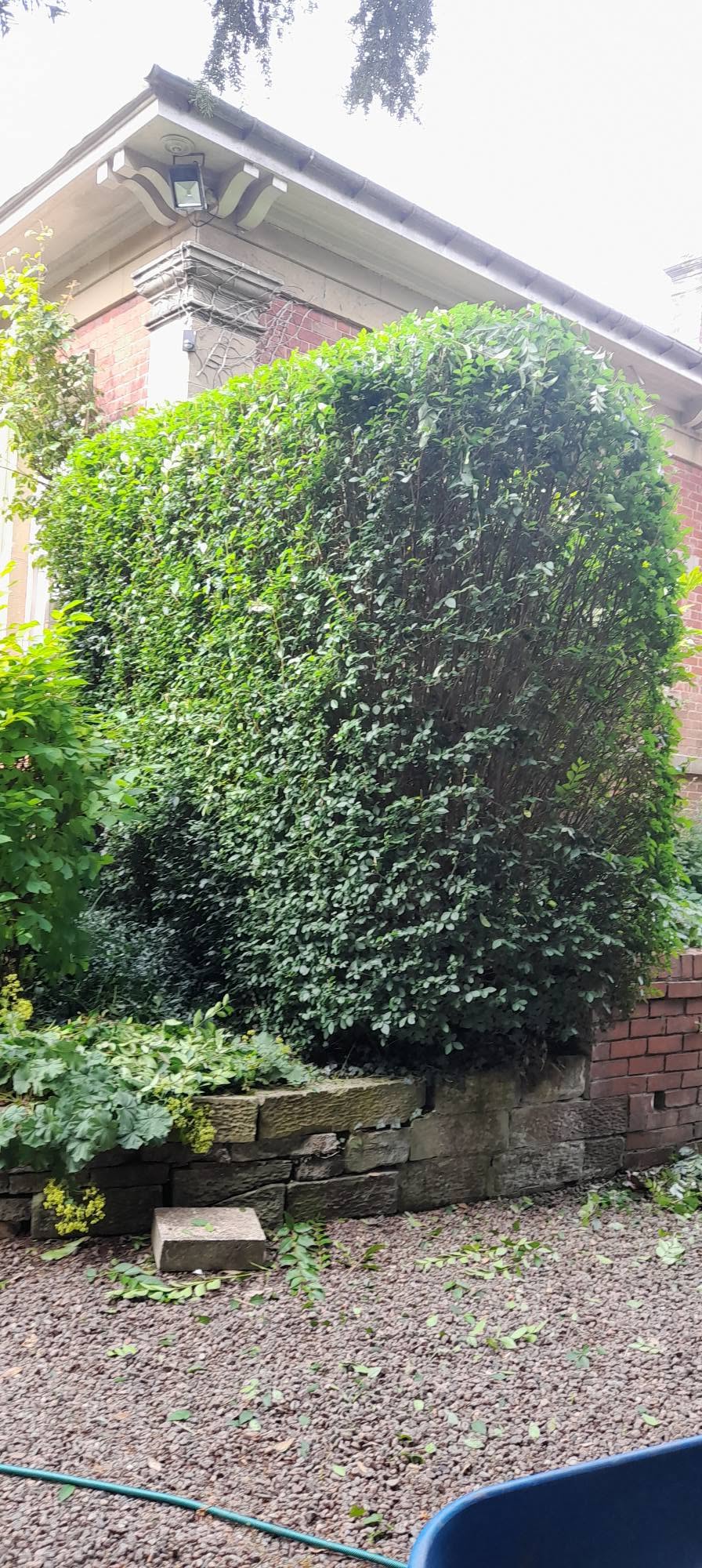 A large, neatly shaped hedge in front of a brick house