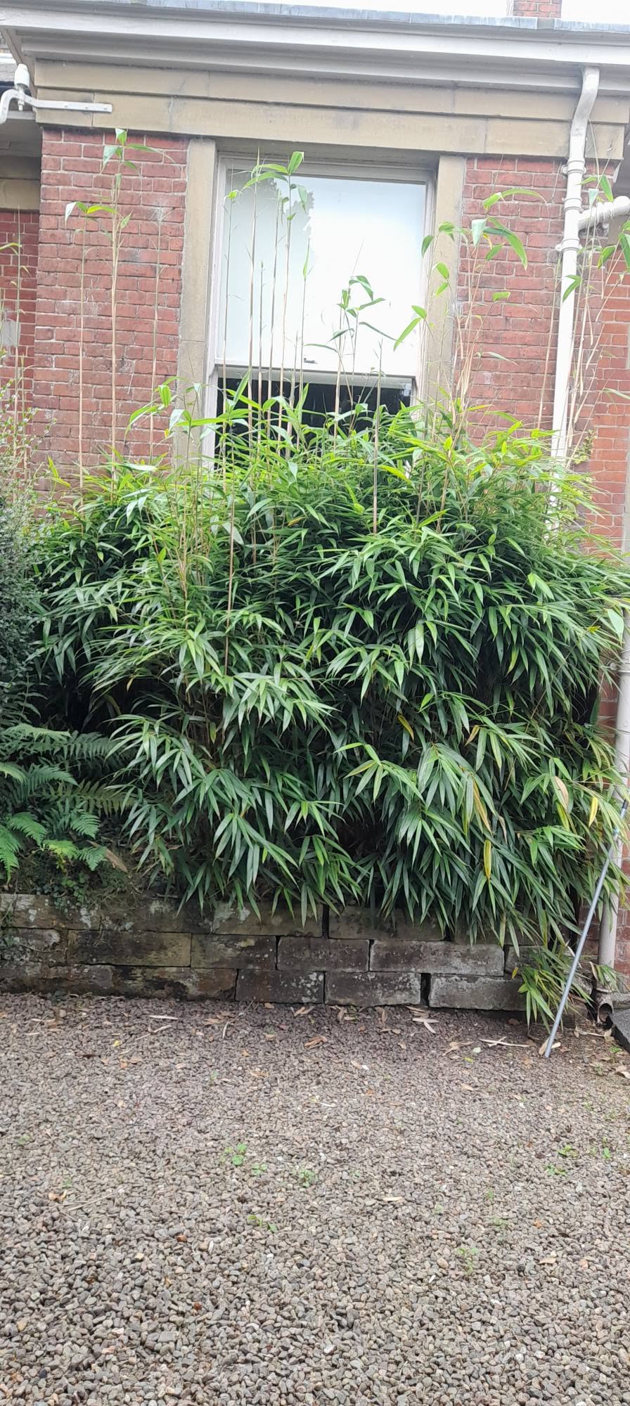 Planting in front of a house window