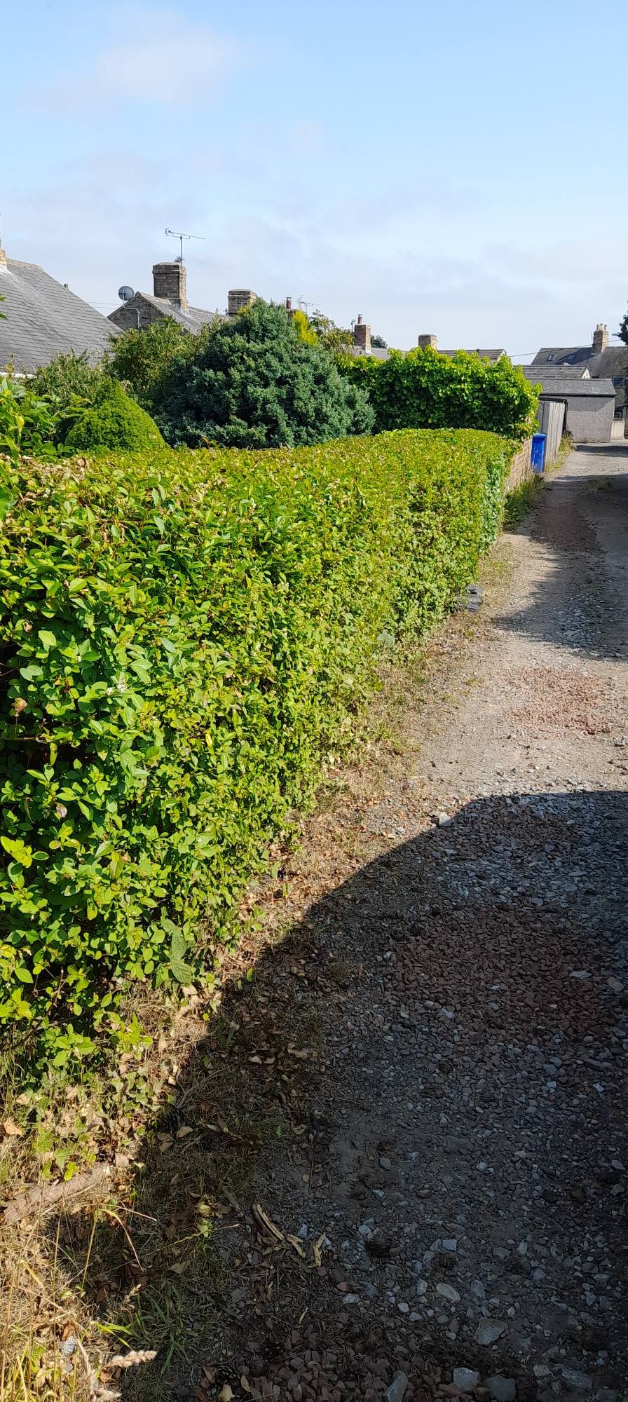 A long, neatly trimmed hedge along a lane