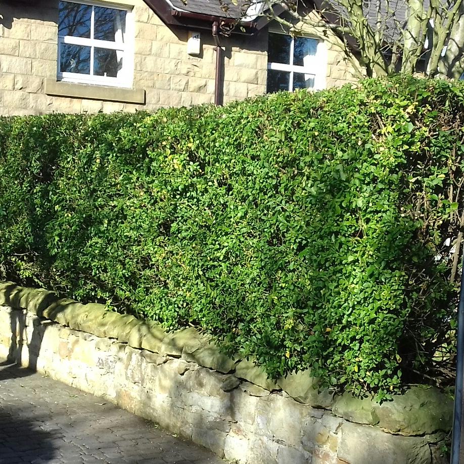 A neatly clipped hedge on top of a stone wall
