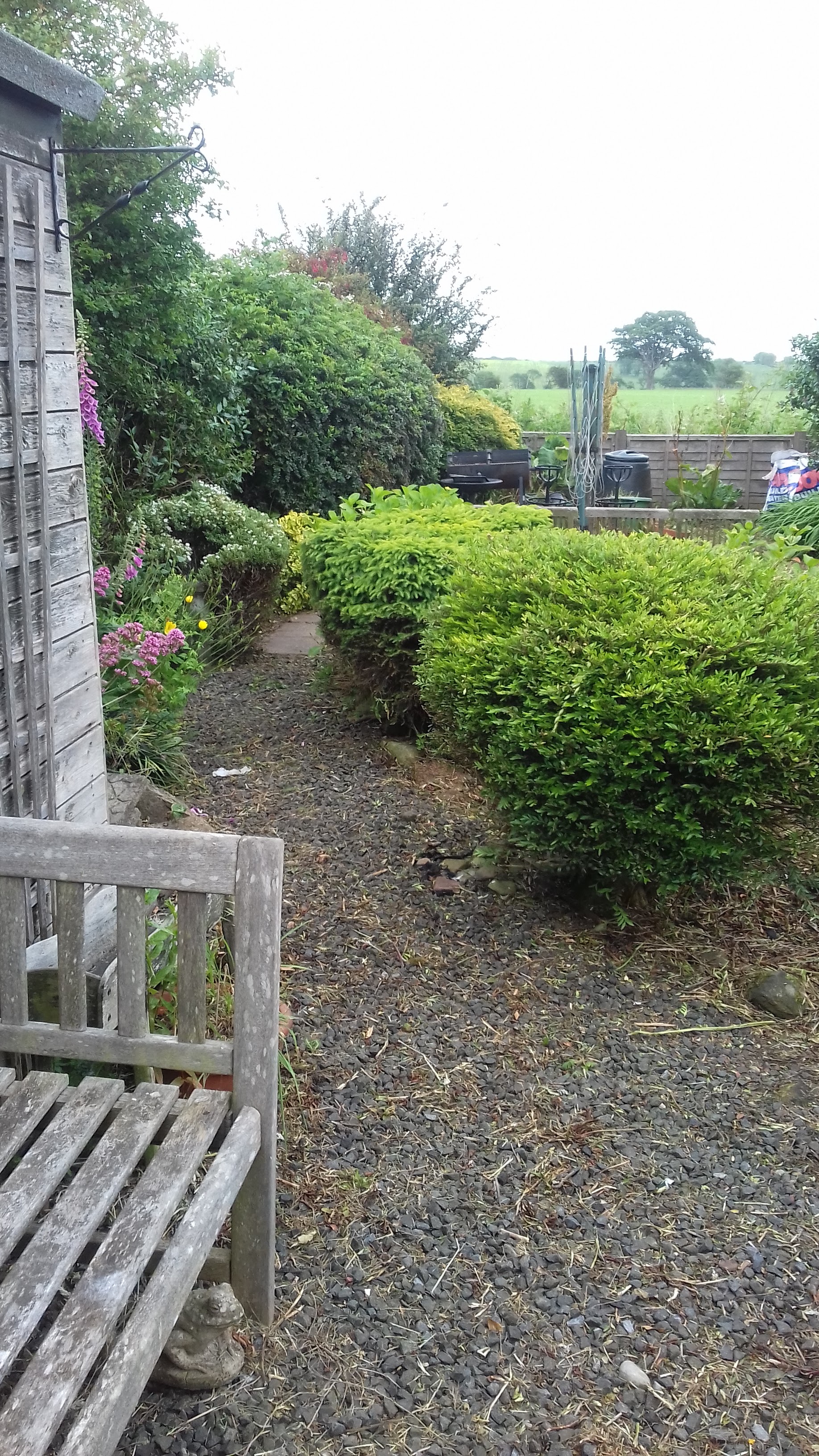 Clipped hedges and a gravel path beside a garden bench